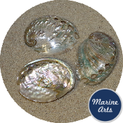 8207 - Polished Abalone - Aqua Blue
